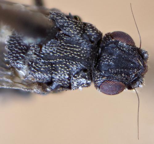 Réf. 270 293 : Ischiolepta sp.